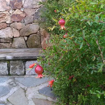 Muriscuvo *